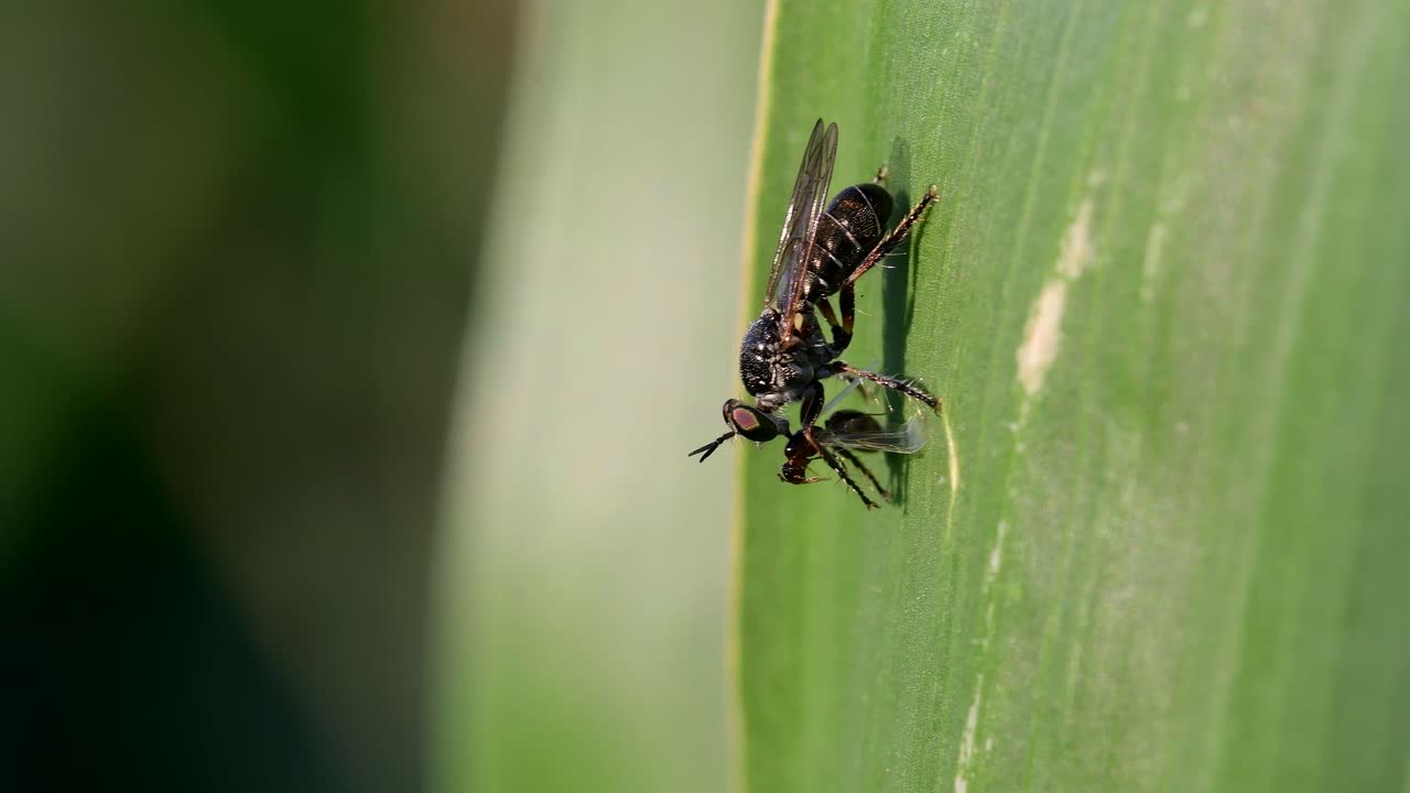 primer plano de una mosca ladrona alimentándose de una presa encaramada en una hoja de maíz movida por el viento