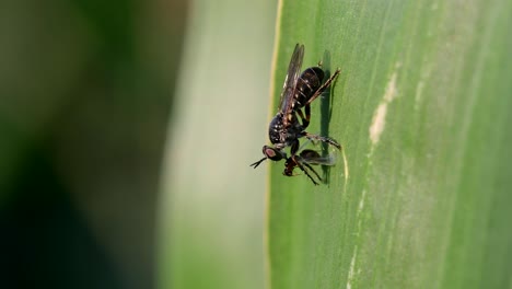 close up shot of a robber fly feeding from a prey perched on a corn leaf moved by the wind