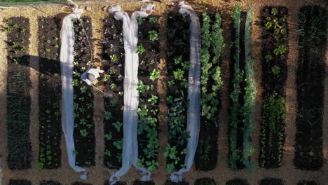 Top-down-aerial-view-of-lady-watering-fertile-vegetable-patch,-green-thumb