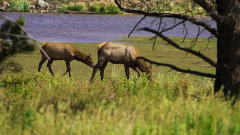 baby elk calf grazing grass with female mother cow slow motion 30fps