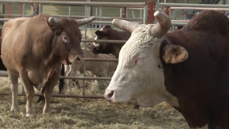 Nahaufnahme-Von-Rodeo-Bullen-Im-Stall