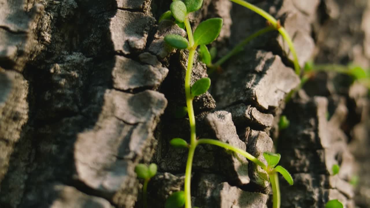 Camera pulling closer, thin green climbing vine tracing cracked bark, showing leaf nodes for botany