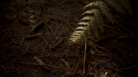 conos de pino que caen en el suelo en el bosque