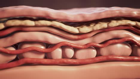 detailed cross-sectional visualization of tissue layers displays complex structures including blood vessels, adipose tissue, and cellular elements for educational and research purposes