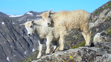 Cinematic-adorable-cute-baby-mountain-goats-sheep-cuddle-playing-at-the-top-of-mountain-peak-14er-Denver-Colorado-Mount-Quandary-Grays-Torreys-Breckenridge-wildlife-early-morning-blue-sky-Rockies