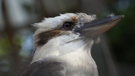 oiseau blanc et exotique en gros plan