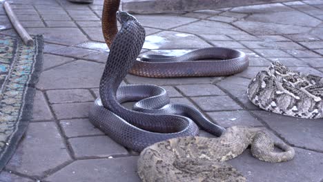 Cobra-and-snakes-in-the-central-plaza-of-Marrakech,-Morocco