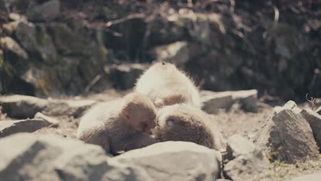 a family of japanese snow monkeys plays fighting