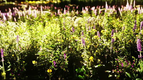 flowers on the mountain field during sunrise in the summer time