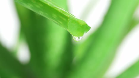 aloe vera leaf with juice, gel drips from the stems on white background. close up of succulent plant leaves, natural medical plant for organic cosmetics