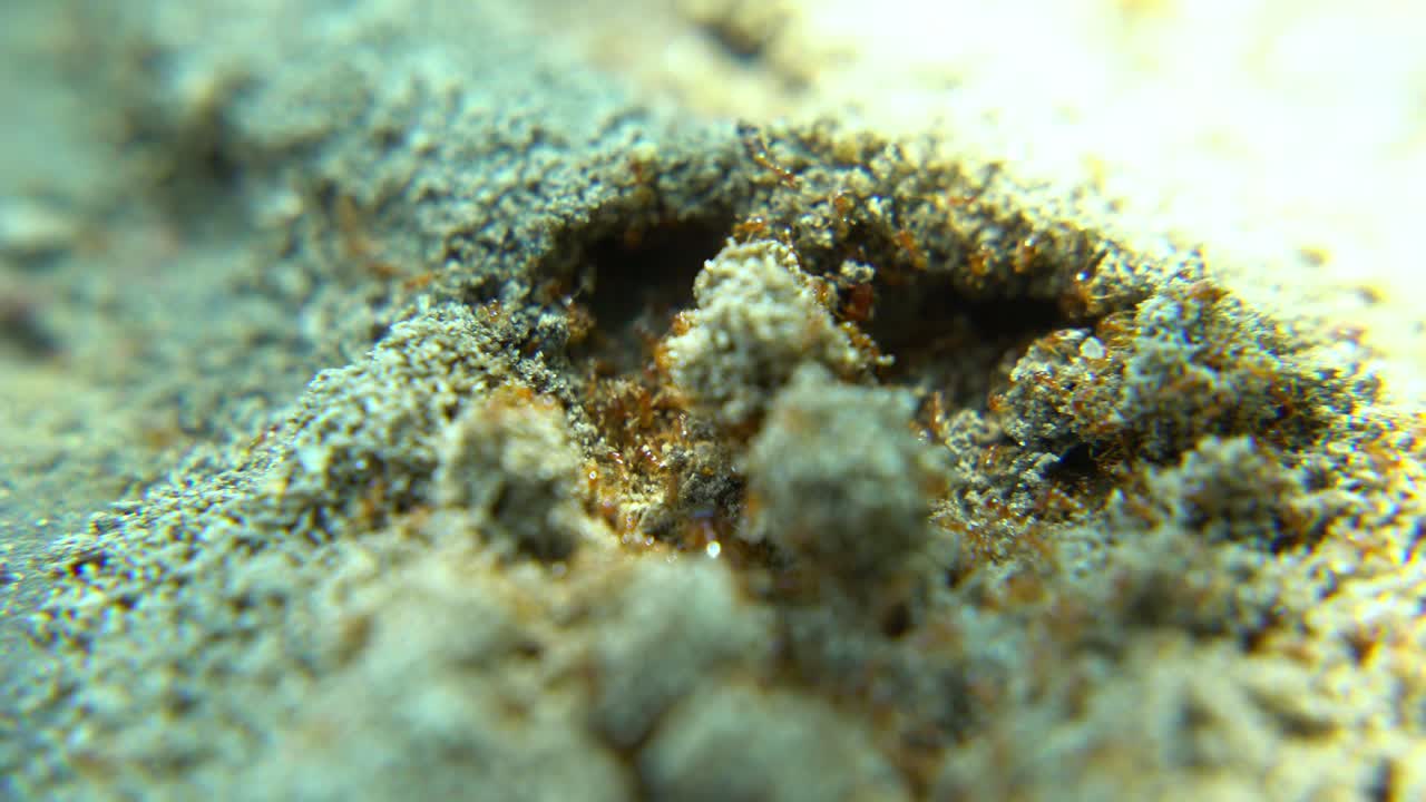 las hormigas marchan a lo largo de la carretera