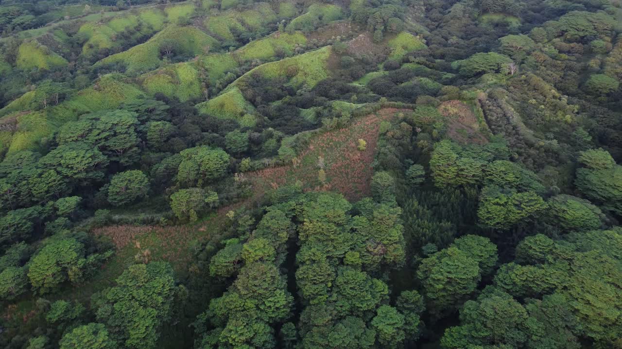 paso elevado del bosque cinematográfico en el hermoso amanecer en la isla de kauai hawaii bajo nubes de lluvia tropical