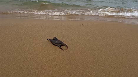 Unusual-rare-black-shark-egg-case-or-mermaid-purse-on-sandy-beach-with-waves-breaking-on-shore