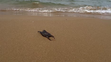 Ungewöhnliche,-Seltene-Schwarze-Hai-Eierschachtel-Oder-Meerjungfrauen-Geldbörse-Am-Sandstrand-Mit-Wellen,-Die-Sich-Am-Ufer-Brechen