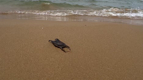 inusual caso de huevo de tiburón negro raro o bolsa de sirena en la playa de arena con olas rompiendo en la orilla