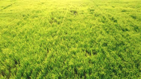 aerial view of agriculture in rice fields for cultivation