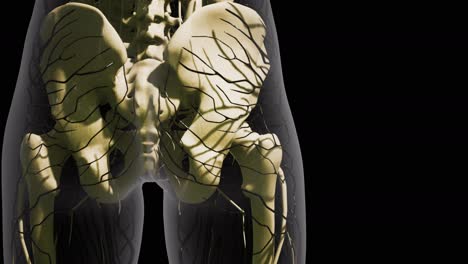 ciencia anatomía de los vasos sanguíneos humanos