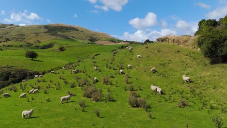 Flock-of-sheep-in-an-idyllic-green-pasture-in-New-Zealand