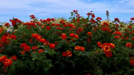 Jardín-De-Erice-Con-Flores-De-Lantana-Roja-Con-Setos-Y-Plantas-Con-Vistas-Al-Monte-Cofano-En-El-Fondo,-Sicilia