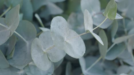 close up view of silver dollar eucalyptus leaves