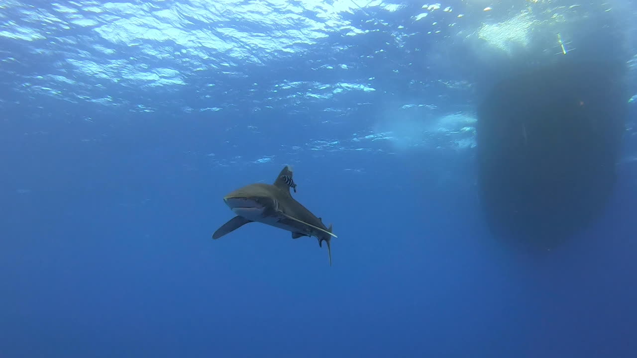 majestuoso tiburón oceánico de punta blanca deambulando por el sitio de buceo del mar rojo