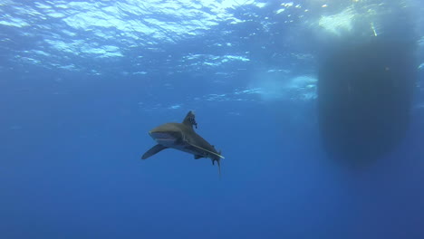 Majestic-Oceanic-White-Tip-Shark-Roaming-Around-Red-Sea-Dive-Site