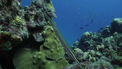 un pez trompeta nada suavemente sobre el coral de un arrecife caribeño prístino