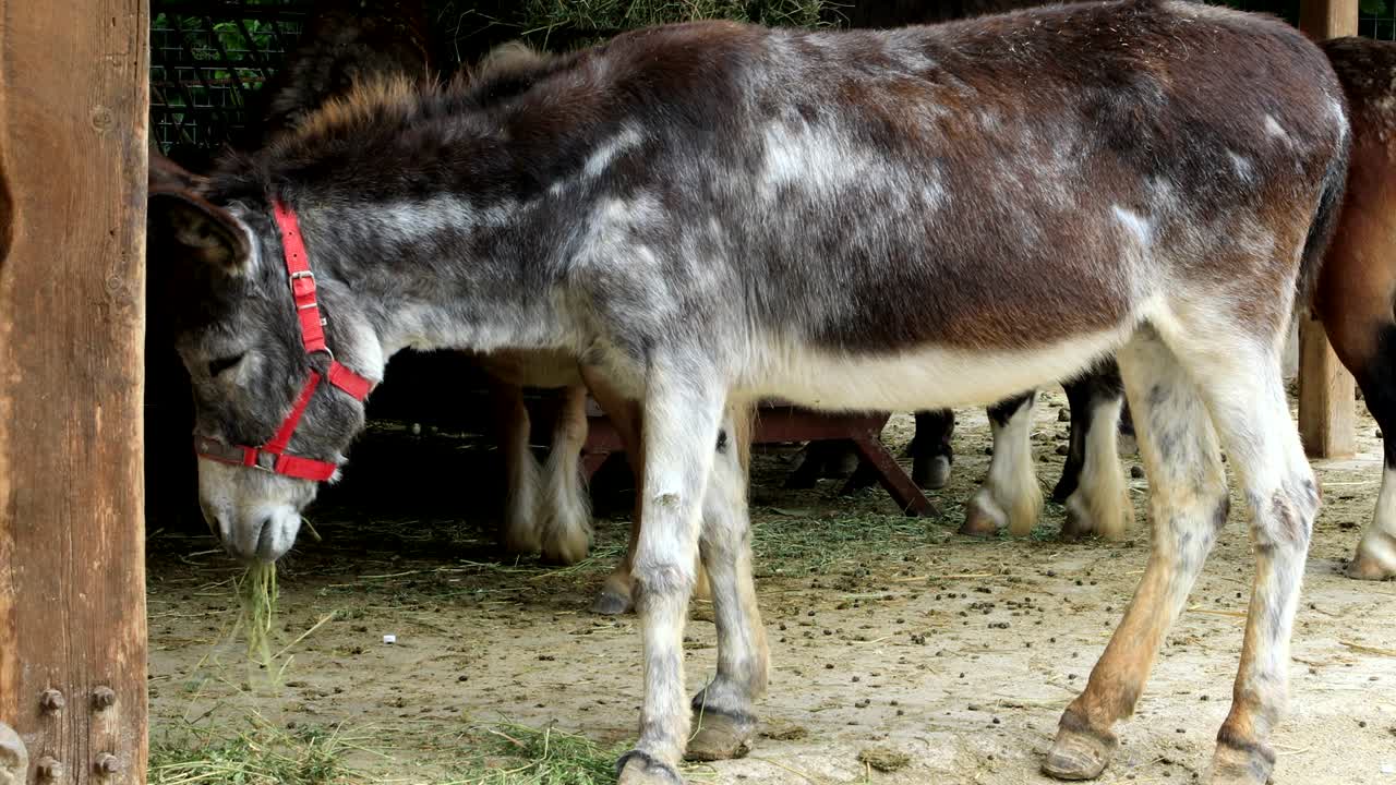 농장 동물 먹이