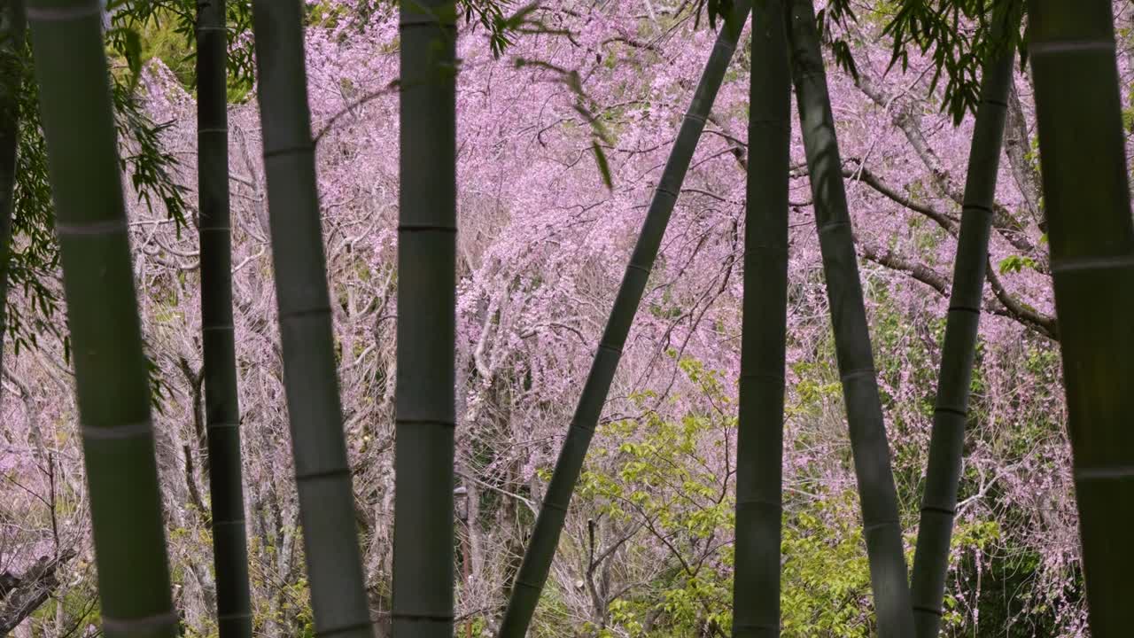 Vista cinematografica al rallentatore sui Sakura in piena fioritura tra gli alberi di bambù