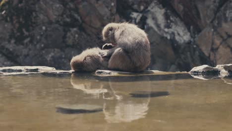 snow monkey mother grooms its baby - wide shot