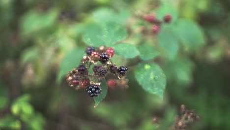 Wild blackberries bouncing in the wind, close shot, slow motion