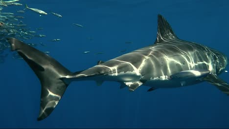 Great-white-shark-swim-by-fish-swarm-with-sunlight-refection-on-its-body,-close-up-shot