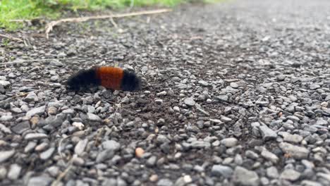 woolly bear caterpillar crawls over stony ground. closeup