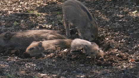 los lechones jóvenes de jabalí cavan en el suelo para descansar.