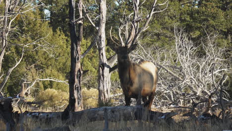 alces salvajes pastando cerca de un árbol caído en el campamento de mather