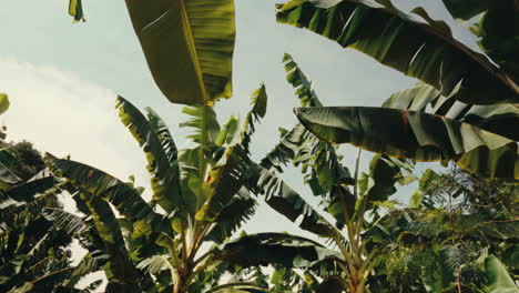 banana plantation view