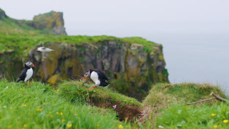un papagaio tirando de la hierba tratando de recoger material para anidar, isla de lunga, escocia