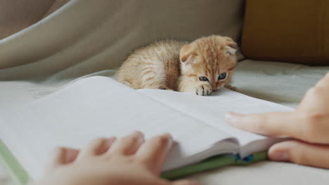 a child reads a book, a small red kitten plays nearby, grabs a page