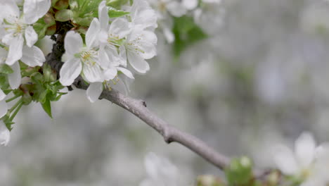 a wild bee collects pollen from the cherry blossom