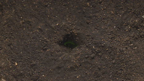 sequência de lapso de tempo da planta de samambaia de boston crescendo no solo do jardim