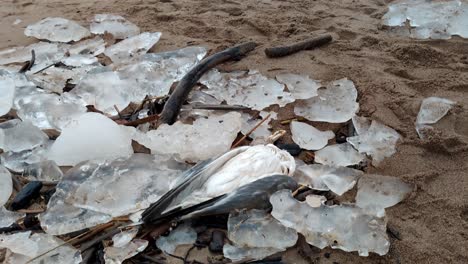 dead bird decaying on the shores of riga latvia coast baltic sea