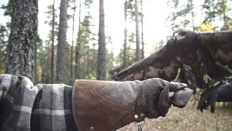 eagle, hawk flying to the glove of a master and landing with wide feather wings