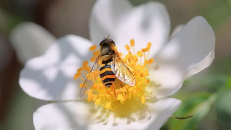 Sírfidos,-Moscas-De-Las-Flores-O-Moscas-Sírfidos,-Insectos-De-La-Familia-Syrphidae.-Se-Disfrazan-De-Insectos-Peligrosos,-Avispas-Y-Abejas.-Los-Adultos-De-Muchas-Especies-Se-Alimentan-Principalmente-Del-Néctar-Y-El-Polen-De-Las-Flores.