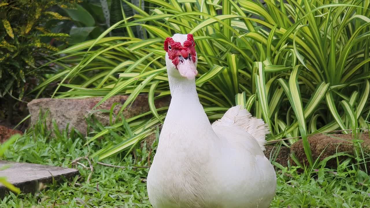 정원에서 은 발을 가진  오리