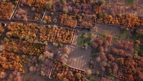 Schatten-Auf-Der-Erde-Im-Sonnenuntergang-Goldene-Zeit-Im-Granatapfelgarten-In-Ardakan-Aqda-Yazd-In-Der-Iranischen-Wüstenregion-In-Der-Herbsterntezeit-Einheimische-Pflücken-Rote-Reife-Früchte-Und-Verkaufen-Frische-Produkte-Auf-Dem-Bauernmarkt