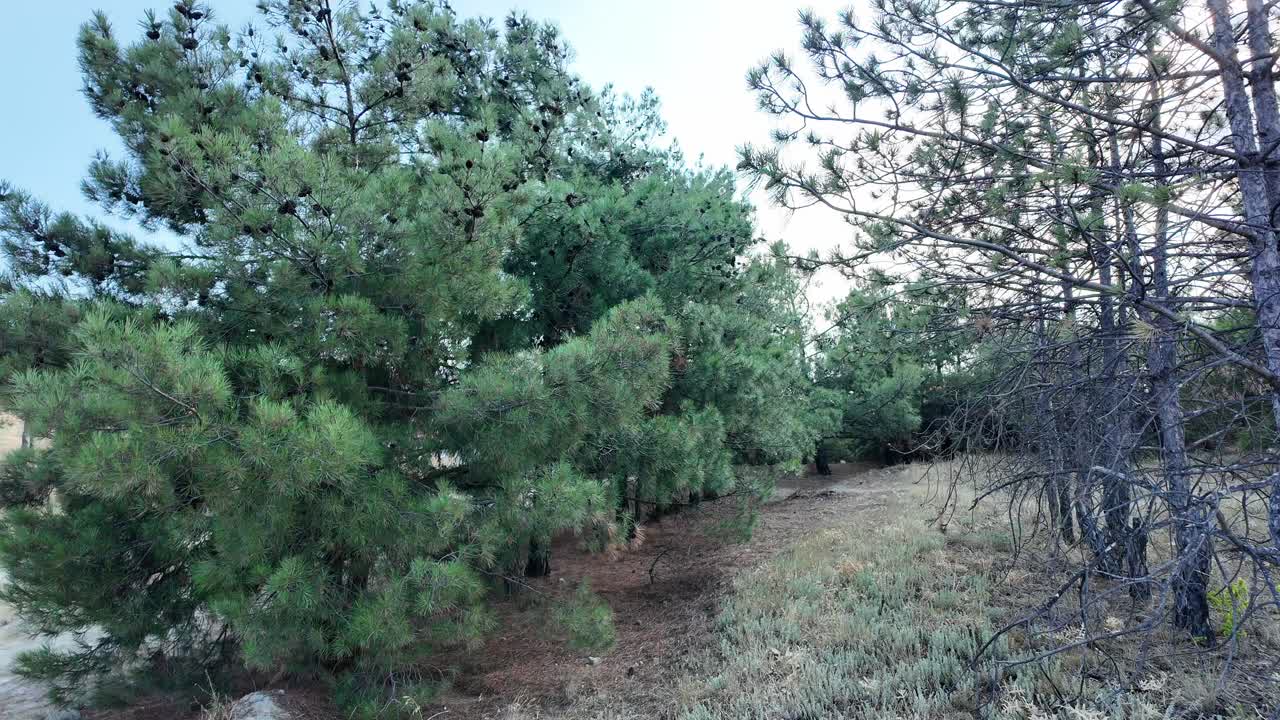 크리미아의 활기찬 소나무 숲을 가로질러 조용한 산책, 빛이 울창한 초록색을 통해 필터링, 평화로운 분위기를 창조