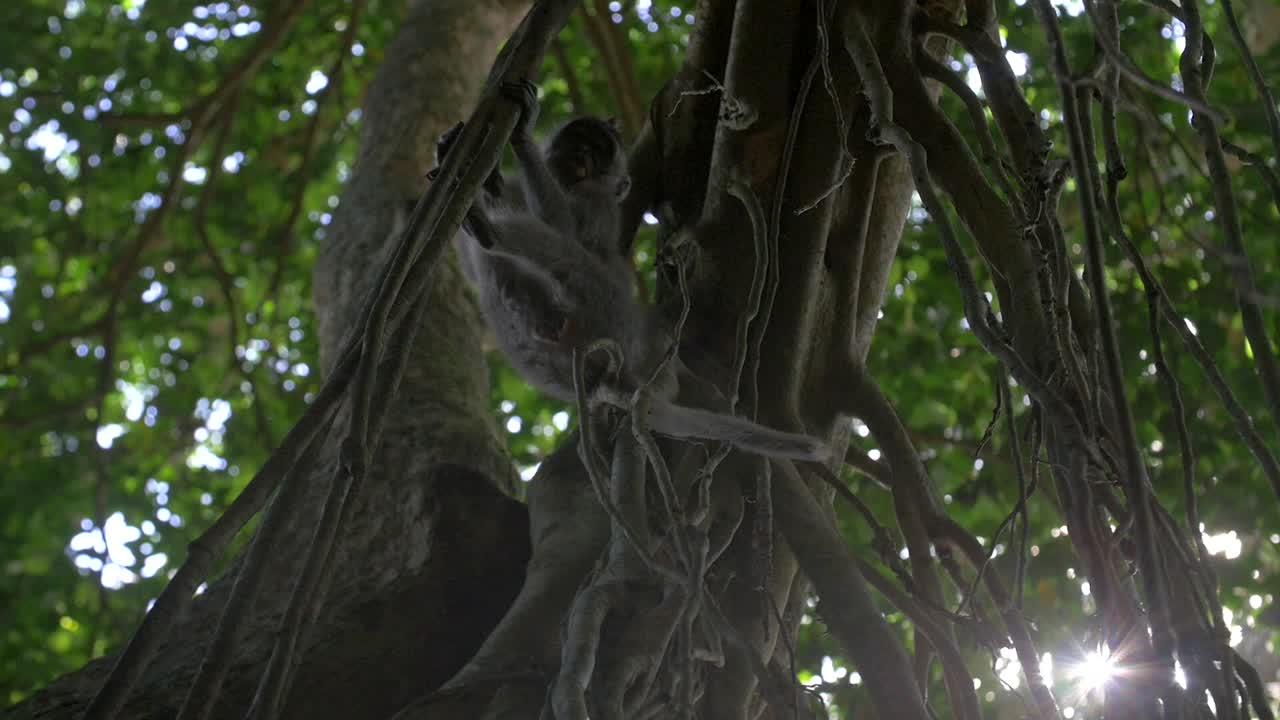 primer plano de un mono comiendo en un árbol,