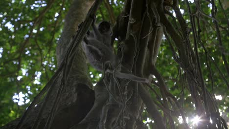 close up of a monkey eating in a tree,