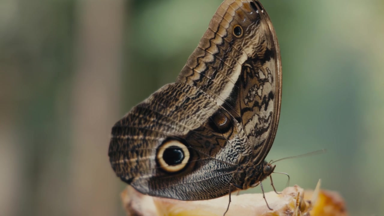 Primo piano di farfalla gufo gigante della foresta posata. Caligo Eurilochus