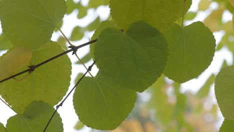 un primer plano de hojas en una rama en otoño